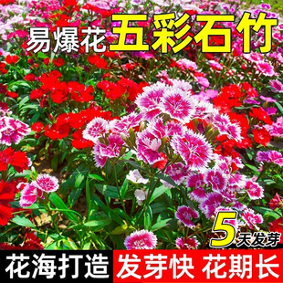 五彩石竹花籽四季种植庭院景区花海打造多年生欧石竹野花组合种籽