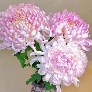 菊花盆栽带花苞四季花卉可食用特大乒乓菊荷兰菊花苗大花大苗植物