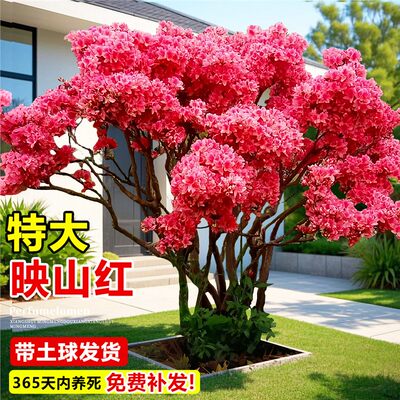 映山红树苗老桩杜鹃花盆栽