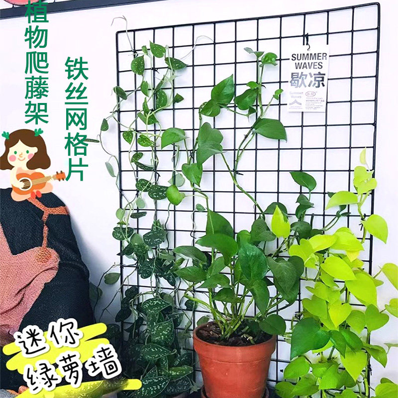月季蔷薇爬藤架铁艺网格花架铁线莲风车茉莉墙上网格架铁丝网支架图片