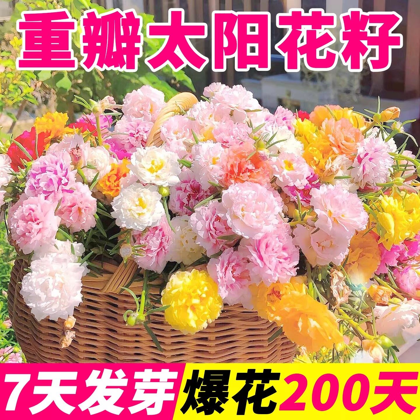 重瓣太阳花籽四季播种开花易活花卉植物种子室内外盆栽耐旱花种籽,鲜花速递/花卉仿真/绿植园艺,家庭园艺种子,淘宝优惠券,粉丝福利购,淘宝优惠卷