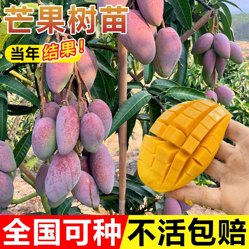 芒果苗树嫁接金煌芒四季全国可种红贵妃当年结果庭院阳台盆栽好养