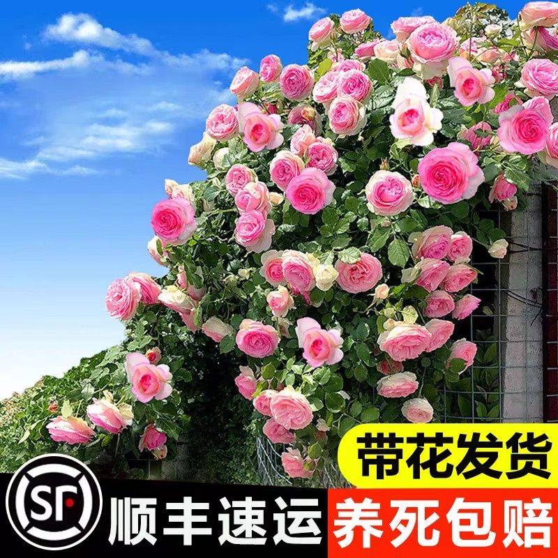 蔷薇花苗藤本月季特大花卉蔷薇爬藤植物多季好养玫瑰盆栽花卉老桩,鲜花速递/花卉仿真/绿植园艺,时令草本花卉,淘宝优惠券,粉丝福利购,淘宝优惠卷