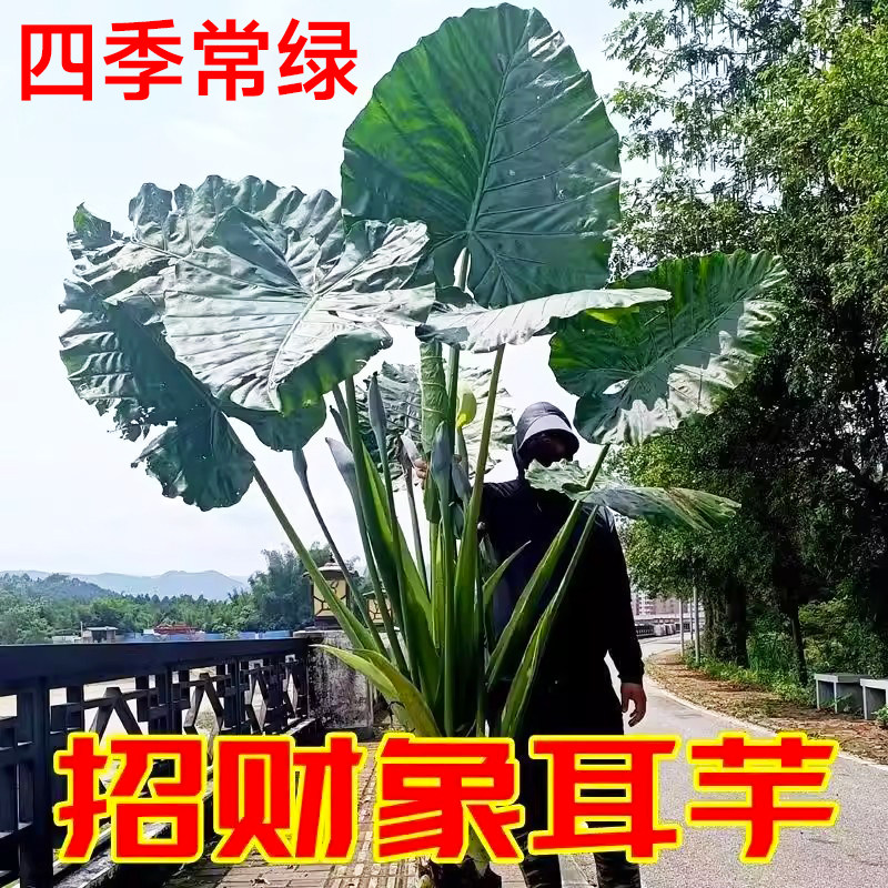 象耳芋霸王芋大野芋室外绿植大叶花卉绿植超大叶老桩落地清新空气