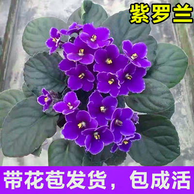 紫罗兰盆栽带花苞非洲堇大花苗