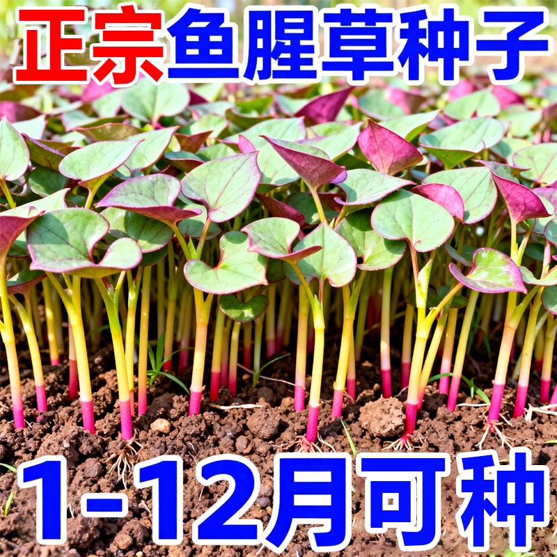 野生鱼腥草种子种苗四川正宗新鲜