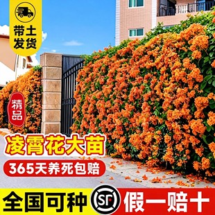 凌霄花苗爬藤植物四季好养开花耐寒耐热炮仗花苗阳台庭院植物凌霄