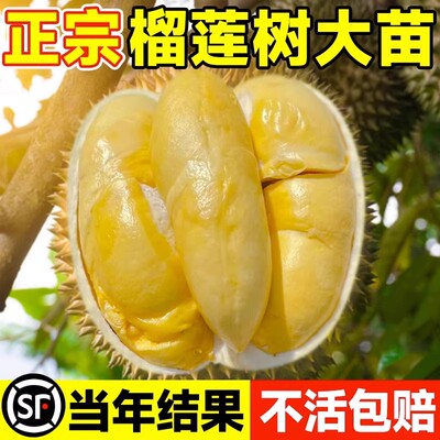榴莲树果苗南北方种金枕正