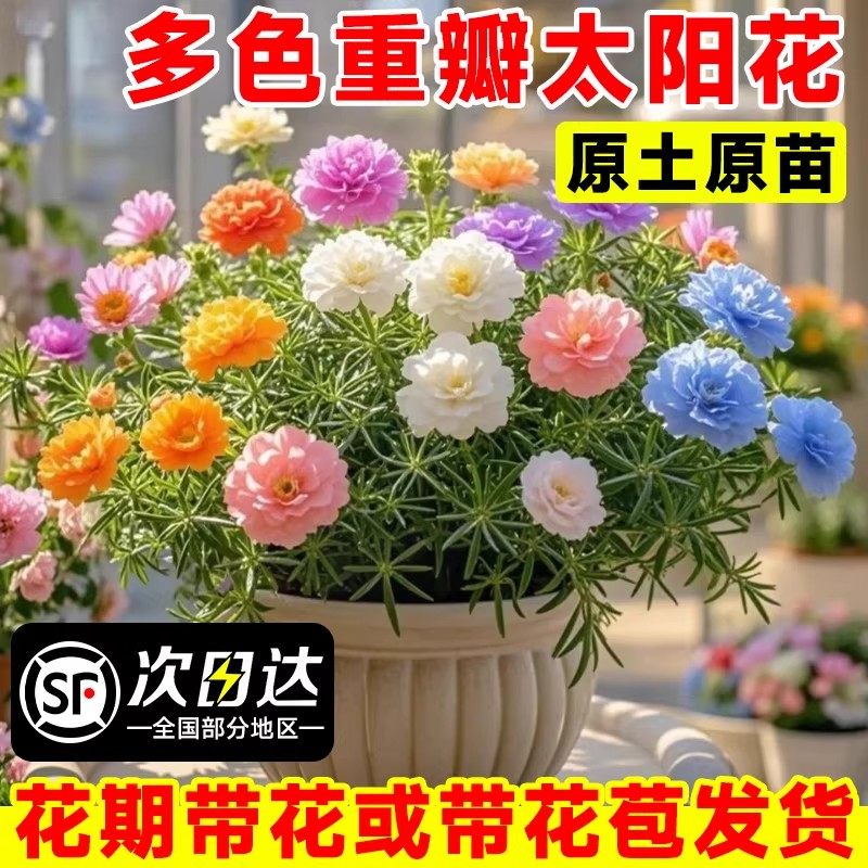 太阳花花苗重瓣大花太阳花种子太阳花盆栽室内桌面花苗绿植花卉籽,鲜花速递/花卉仿真/绿植园艺,时令草本花卉,淘宝优惠券,粉丝福利购,淘宝优惠卷