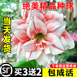 朱顶红盆栽出口重瓣大种球精品阿弗雷安吉拉带花苞花卉室内绿植物