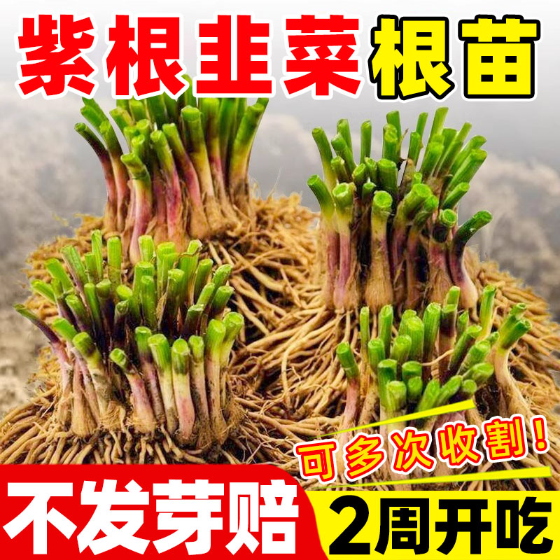 头茬新根韭菜苗紫色四季种植