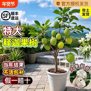 释迦果苗树带果凤梨奶油黄龙嫁接果树果苗庭院南方种植盆栽地栽苗
