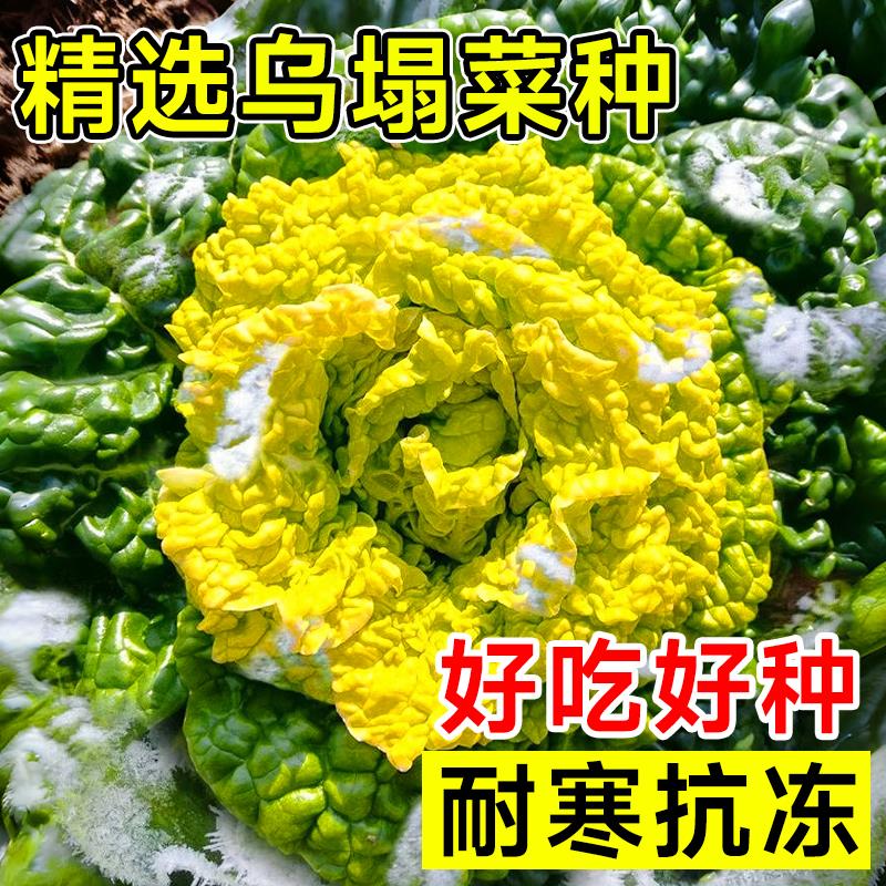 黄心乌塌菜种孑耐寒黄金卷芯菜籽