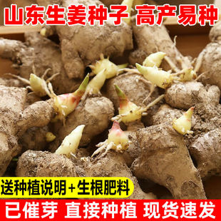 生姜种子姜种带芽山东大姜种籽老姜子姜芽非小黄姜5斤生姜种植苗