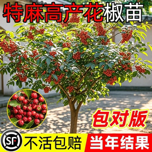 大红袍花椒树苗四川食用花椒苗麻椒苗无刺高产种当年结果盆栽地栽