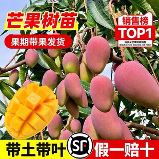 芒果树苗盆栽嫁接果树贵妃芒金煌芒果苗庭院地栽四季好养当年结果