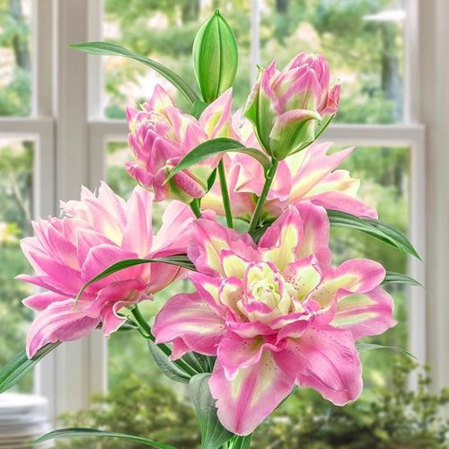 重瓣香水百合花种球四季开花好养活花苗花卉植物阳台盆栽百合球根