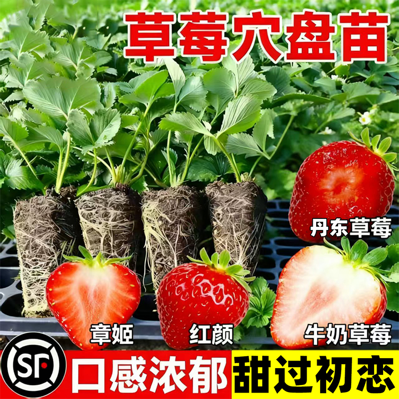 奶油草莓苗四季种植结果南方阳台