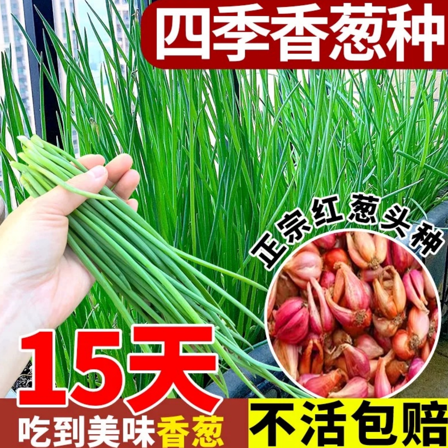 香葱种头红葱头种盆栽阳台室内外种植四季蔬菜种籽孑小葱火葱种子