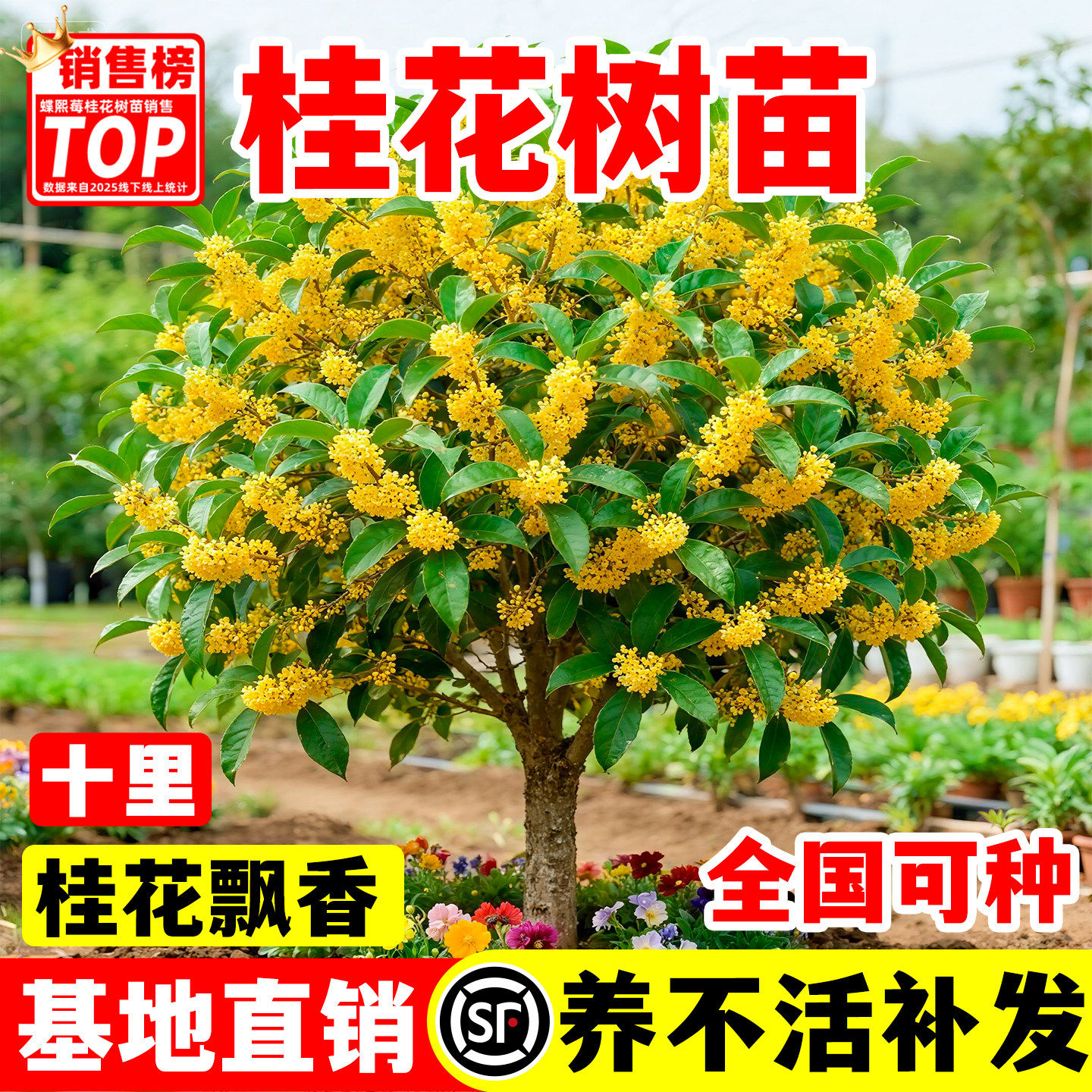 桂花树苗八月桂金桂庭院别墅地栽特大四季桂绿化盆栽四季花卉植物,鲜花速递/花卉仿真/绿植园艺,时令草本花卉,淘宝优惠券,粉丝福利购,淘宝优惠卷