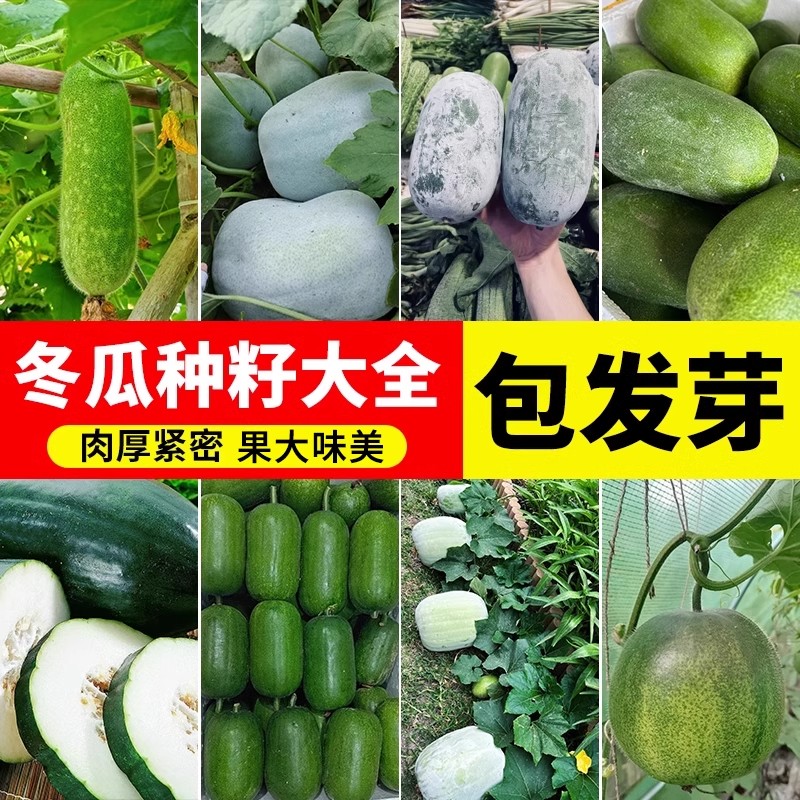 冬瓜种子大全早熟早绿蔬菜种籽