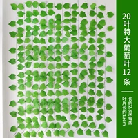 20 лист большой виноградный лист 12