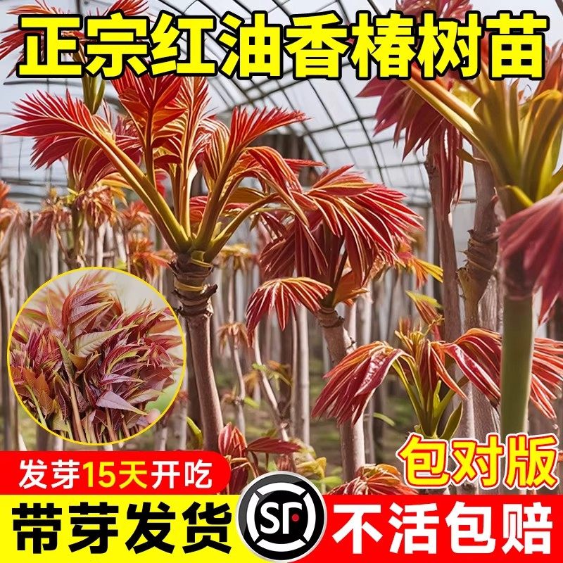 正宗红油香椿苗树地栽食用矮化香椿树新鲜香椿芽种苗盆栽北方种植,鲜花速递/花卉仿真/绿植园艺,果树,淘宝优惠券,粉丝福利购,淘宝优惠卷