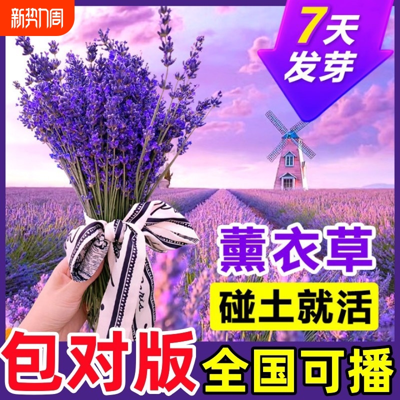 薰衣草花籽盆栽四季开种子