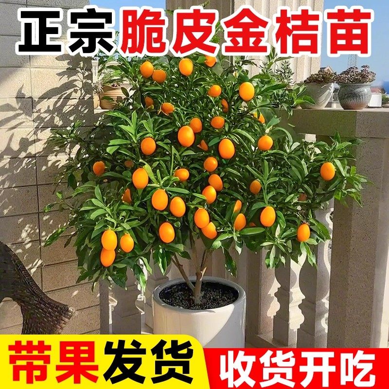带果脆皮金桔树盆栽树苗阳台果树