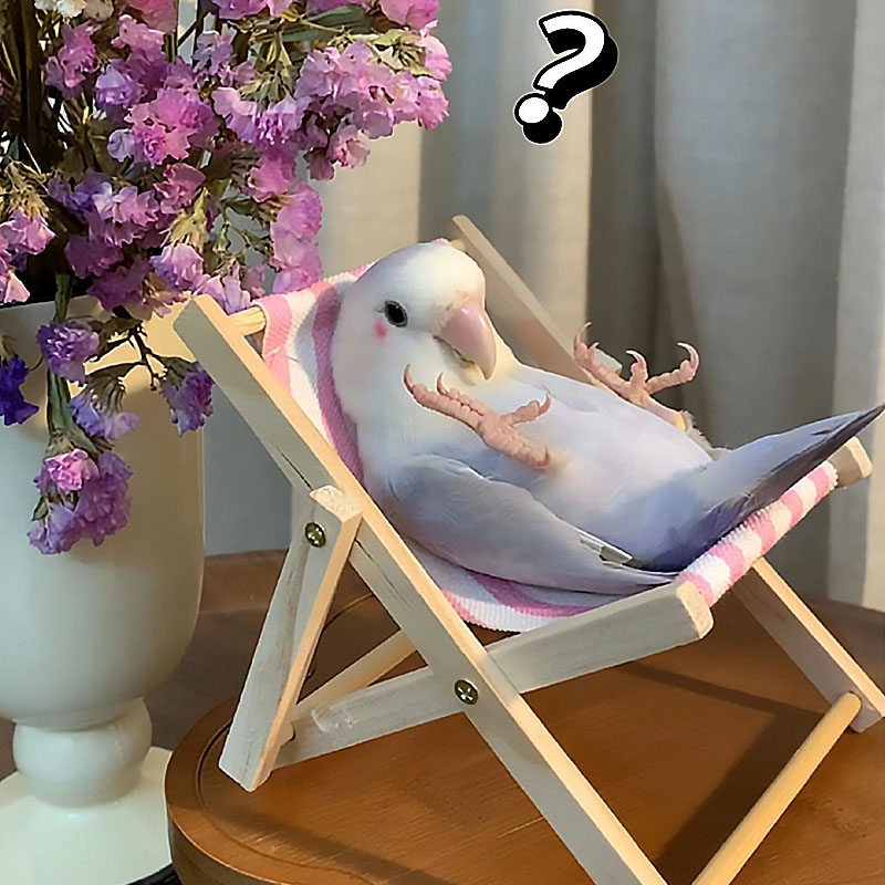 玄凤牡丹鹦鹉玩具沙滩躺椅解闷