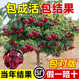 正宗车厘子樱桃树果苗特大树南北方庭院种植四季矮化果树当年结果