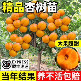 嫁接杏树果苗庭院果树特大早熟杏子苗树活苗南方北方种植当年结果