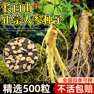长白山人参种子正品 易种中药材易活室内观花卉盆栽 野山参种子四季