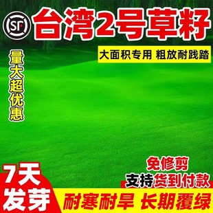 台湾2号草籽草坪种子结缕草矮生四季青种子台湾草草种台湾青草籽