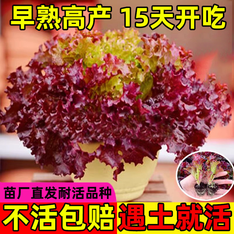 生菜苗带土紫罗莎秧苗紫叶罗马大速奶油意大利紫叶生菜苗水培植物,鲜花速递/花卉仿真/绿植园艺,家庭园艺种子,淘宝优惠券,粉丝福利购,淘宝优惠卷
