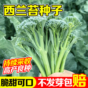 西兰苔种子农家蔬菜种四季春季可种菜园阳台盆栽庭院包活高产高收