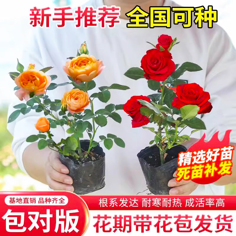 玫瑰花苗月季小苗多季节开花阳台盆栽花卉爬藤种绿植物大藤本蔷薇,鲜花速递/花卉仿真/绿植园艺,月季/蔷薇/玫瑰,淘宝优惠券,粉丝福利购,淘宝优惠卷