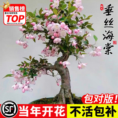 垂丝海棠花超长花期庭院阳台好养