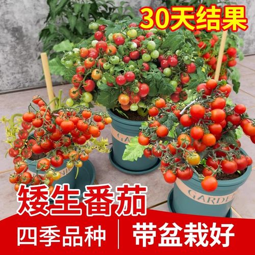 四季矮生番茄苗水果盆栽千禧种子