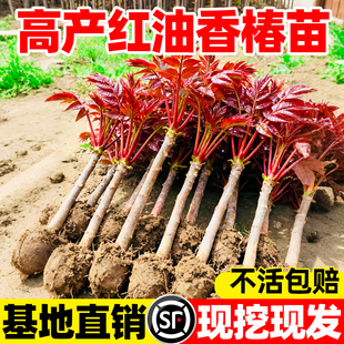 红油香椿树苖正宗矮化食用香春树苗四川春芽南方种植果树果苗盆栽