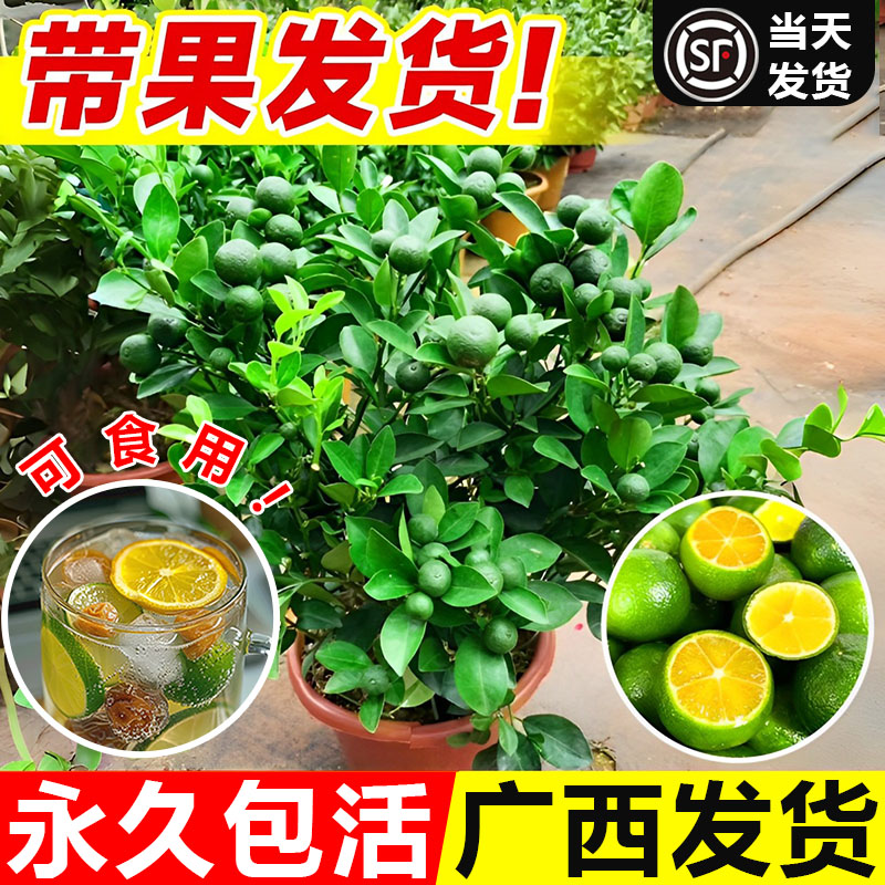 海南小青柠树苗带果香水柠檬树南方北方室内客厅金桔盆栽果树果苗
