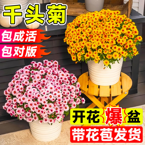 千头菊盆栽四季开花带花苞菊花
