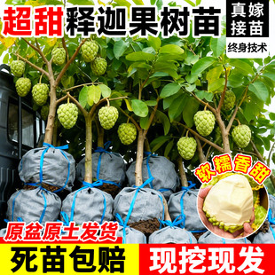 释迦果苗树带果台湾凤梨嫁接果树果苗榴莲庭院南方种植盆栽地栽苗