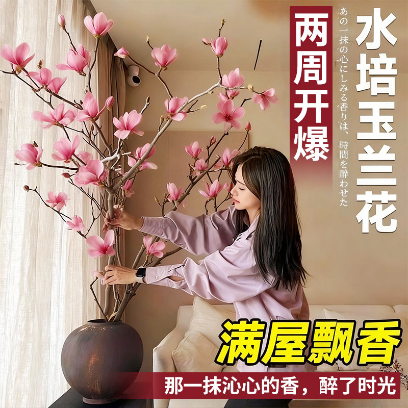 玉兰花水培植物带花苞鲜花真花插花室内花卉绿植干花花束客厅摆设