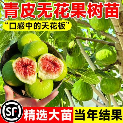 【包成活到结果】威海青皮无花果