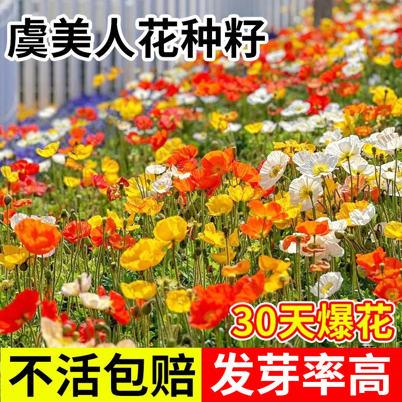 虞美人花种混色冰岛虞美人易活播种开花阳台庭院盆栽太阳花种籽子