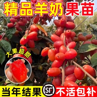羊奶果苗嫁接苗特大果树苗盆栽庭院地栽胡颓子南北方种植当年结果