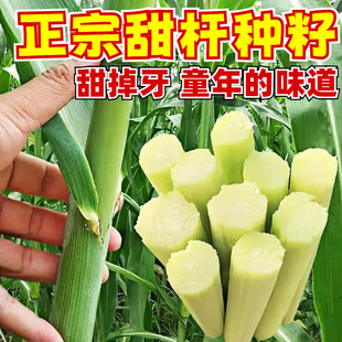 正宗冰糖甜杆种子芦栗甜高粱种子甜棒种子脆甜多汁水果甘蔗种籽