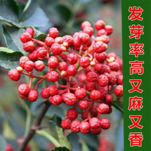 21年最新款野生椒籽