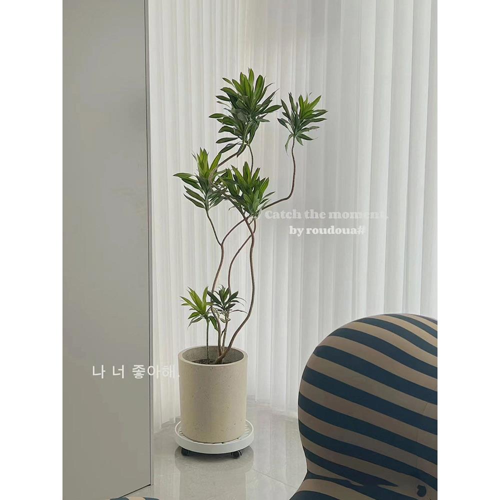 百合竹盆栽 大型绿植网红植物 北欧风造型室内客厅办公室净化空气